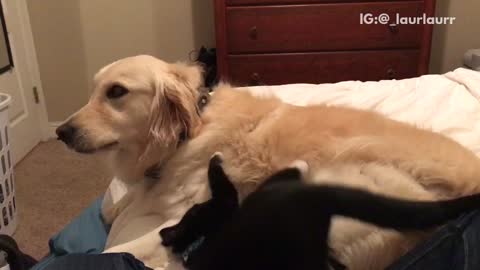 Cat wrestles with large dog