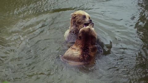 Bears for those who never saw in slow motion