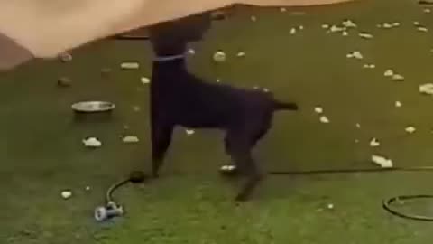 Dog romantic video