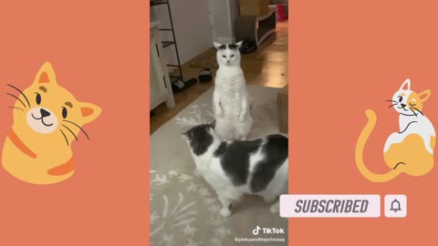 BEST CAT MEMES - FUNNY CAT VIDEOS