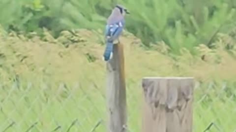 OMC! Chickens feed while a Blue Jay says hello! #chickens #bluejays #shorts #birds #hens #pets