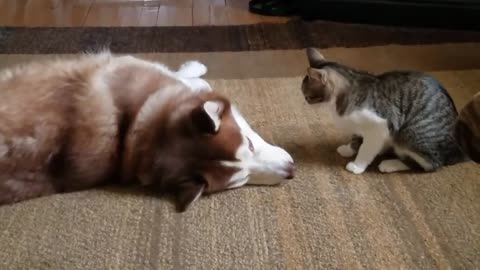 Cat bullies Our Husky