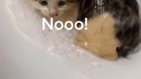 Dirty kitten takes bath for the first time and cries really loud🐱