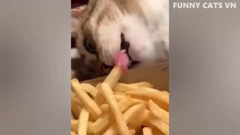 Top Hilarious Animal Clips of 2024 - The Most Amusing Videos Featuring Cats and Dogs