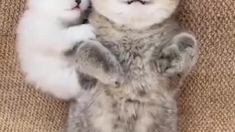 Cute Cats Funny Videos part6