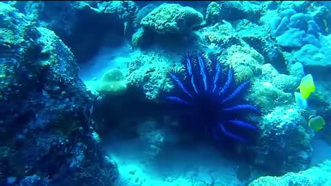 Glimpses of Scuba diving orround Rubiah Island in Sabang-Sumatra