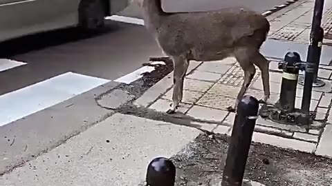 A Deer in Nara (Japan) politely waiting for traffic to stop before crossing