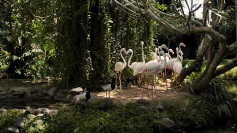 Group of flamingos on the shore of a lake_Animal Aid Bangladesh