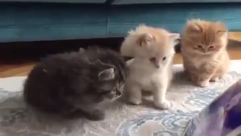 Adorable cats watch movie