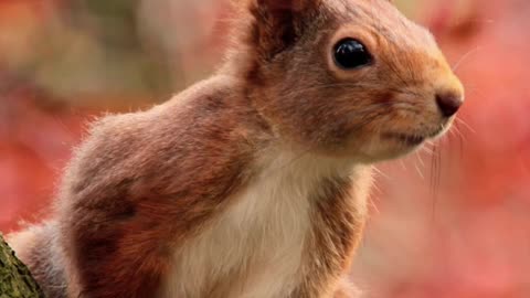 Squirrel and Chipmunk Compilation of Funny Videos!😂