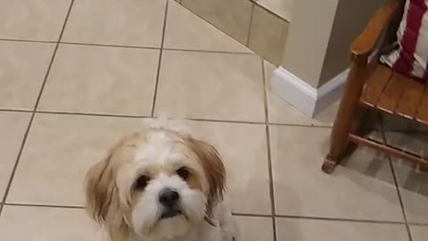 our dog Lucy tried to obey commands