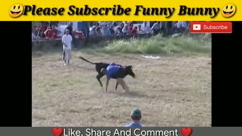 Best funny 2021 Most awesome bullfighting festival funny crazy bull fails