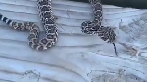 snake falls out