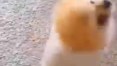 Cute and funny dog