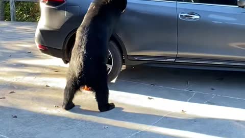 Bear Seems Entirely Unintimidated