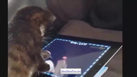 Funny cats doing tricks