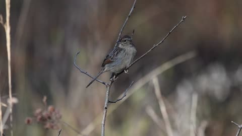 Bachman's Sparrow Serenade