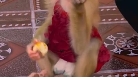 They are Clever and Lovely #monkeys #pets #animals #funny #Adorable Monkeys #AdorableMonkeys #45