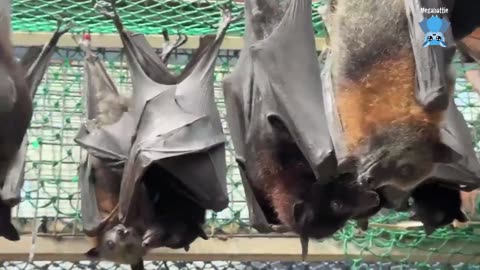 Juvenile flying-fox has xrays this is Butterscotch Schnapps