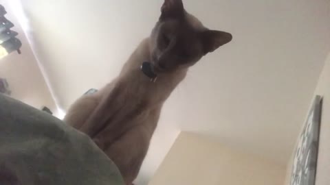 Hilarious cat wakes up owner every morning for breakfast