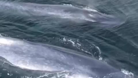 Spouting big blue whales