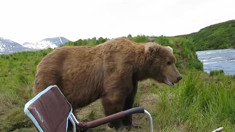 Amazing Bear Was Friendly With Traveller on River Edge