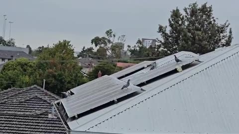 Pigeon-Proofing Solar Panels: Protect Your Investment with Protech Pest Control!