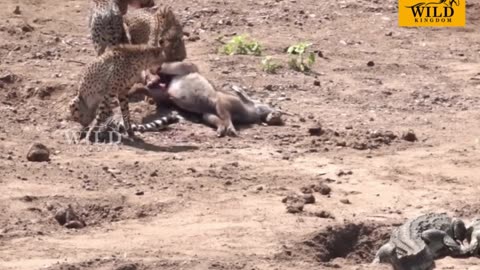 Crocodiles chase Cheetahs