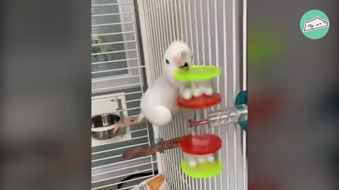 Woman Saves Sad 50 Year Old Parrot. Now He's Oh-So-Happy