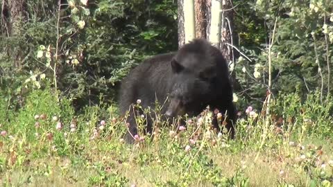 Adorable black Bear exploring the Nature