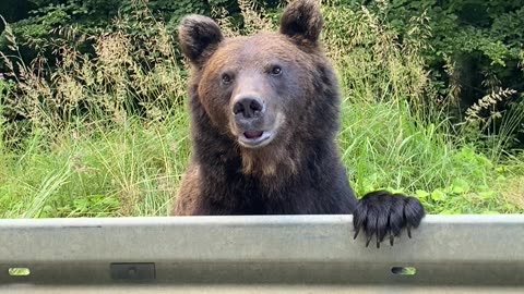 Bear Witness to Romania's Most Unusual Roadside Attraction