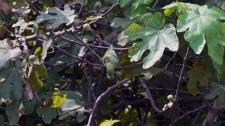 The moment a parrot eats fruit on a tree