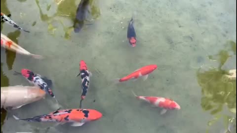 the popular fish video