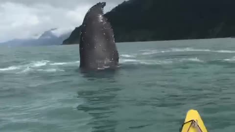 Humpback Whale Astonishes Kayakers Near Fox Island