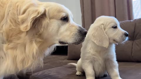 Golden Retriever Meets Golden Retriever Puppy for the First Time