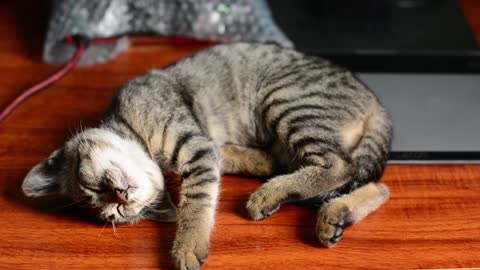 Cats sleep up to 18 hours a day