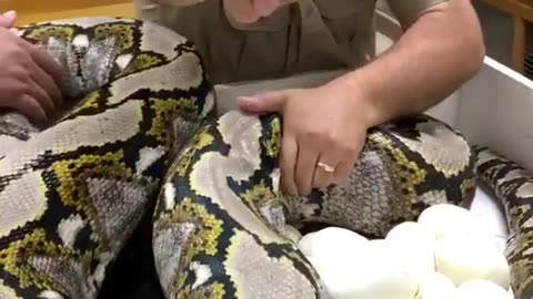 Mama Python with Eggs