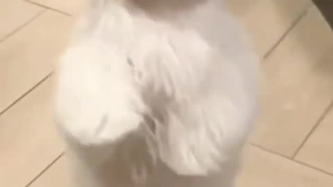 cute puppy dance