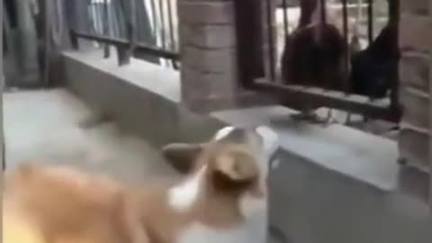 Dog afraid of the chicken