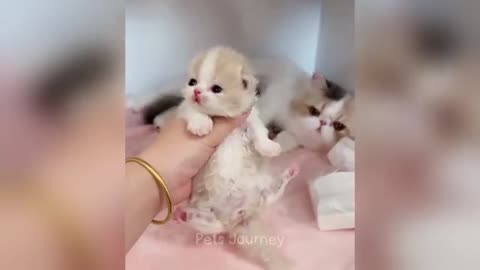 Funny cats and dogs video