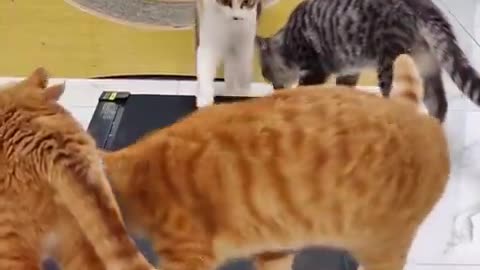 Cats trying out a running machine