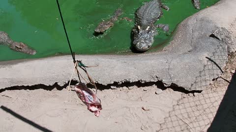 Big crocodile eating chicken