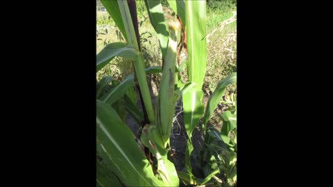 Sweet And Unique Flavor Purple Colored Corn Sept 2022