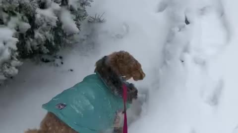 Ruby’s First Snowfall