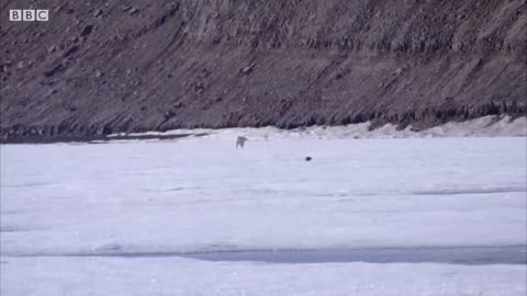 Polar Bear Sneaks Up on Seal | BBC Earth