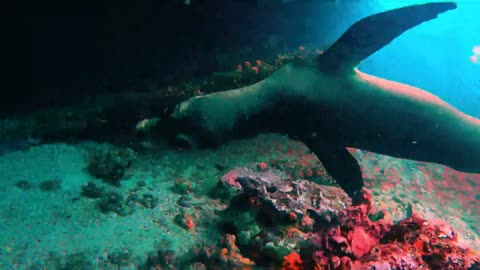 Sea lion invites scuba diver to play by nibbling on his fins