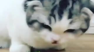 Funny and Cute Cats Videos #105 │ Gadis Sekarwangi