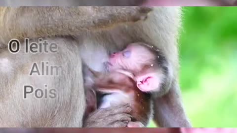 Mama monkey feeding her baby.