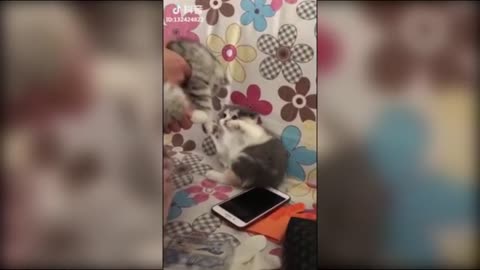 Cute pets doing funny thing!