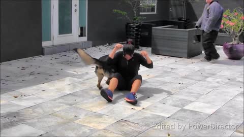 Guard Dog Training Step by Step